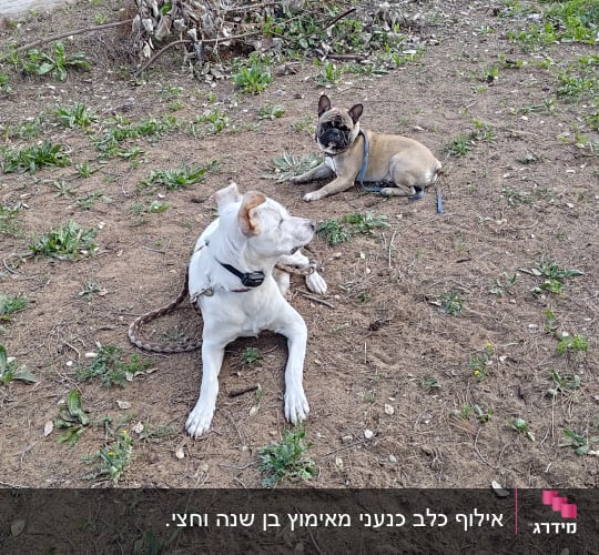 שני כלבים עם רצועות שוכבים על האדמה